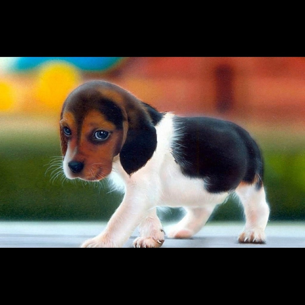 Meet your Posher, Kingston